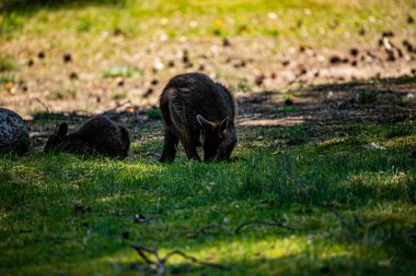 RIGA, LATVIA - 17 Mayıs 2018: Riga Ulusal Zooloji Bahçesi, Zoo Mezaparks Riga Letonya Avrupa, kuşlar, hayvanlar ve doğa