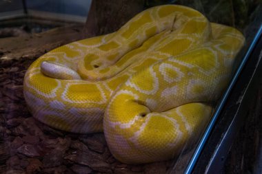 RIGA, LATVIA - 17 Mayıs 2018: Riga Ulusal Zooloji Bahçesi, Zoo Mezaparks Riga Letonya Avrupa, kuşlar, hayvanlar ve doğa