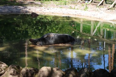 RIGA, LATVIA - 17 Mayıs 2018: Riga Ulusal Zooloji Bahçesi, Zoo Mezaparks Riga Letonya Avrupa, kuşlar, hayvanlar ve doğa