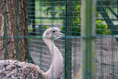 RIGA, LATVIA - 17 Mayıs 2018: Riga Ulusal Zooloji Bahçesi, Zoo Mezaparks Riga Letonya Avrupa, kuşlar, hayvanlar ve doğa