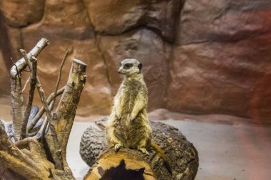 RIGA, LATVIA - 17 Mayıs 2018: Riga Ulusal Zooloji Bahçesi, Zoo Mezaparks Riga Letonya Avrupa, kuşlar, hayvanlar ve doğa