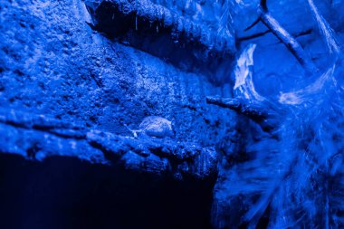 RIGA, LATVIA - 17 Mayıs 2018: Riga Ulusal Zooloji Bahçesi, Zoo Mezaparks Riga Letonya Avrupa, kuşlar, hayvanlar ve doğa