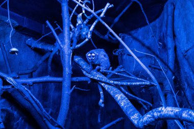 RIGA, LATVIA - 17 Mayıs 2018: Riga Ulusal Zooloji Bahçesi, Zoo Mezaparks Riga Letonya Avrupa, kuşlar, hayvanlar ve doğa