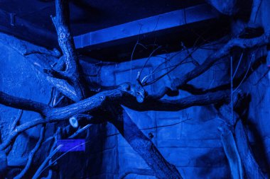 RIGA, LATVIA - 17 Mayıs 2018: Riga Ulusal Zooloji Bahçesi, Zoo Mezaparks Riga Letonya Avrupa, kuşlar, hayvanlar ve doğa