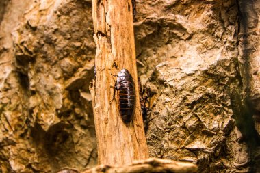 RIGA, LATVIA - 17 Mayıs 2018: Riga Ulusal Zooloji Bahçesi, Zoo Mezaparks Riga Letonya Avrupa, kuşlar, hayvanlar ve doğa