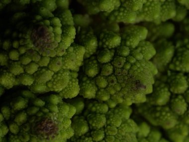 Romanesco brokoli lahanası (veya Roma Karnabaharı))