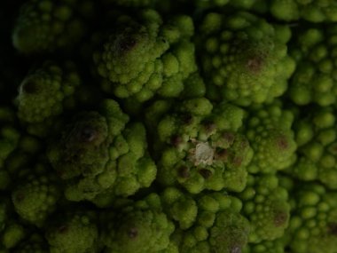 Romanesco brokoli lahanası (veya Roma Karnabaharı))