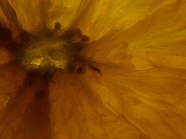 Sabah taze çiğ taneleri kahvaltıda yemek için portakal dilimlerini kaplıyor.