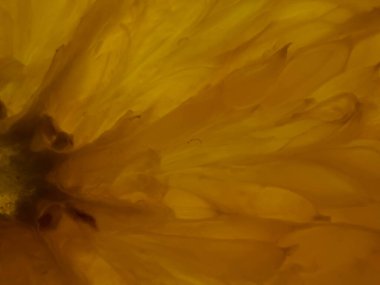 Sabah taze çiğ taneleri kahvaltıda yemek için portakal dilimlerini kaplıyor.