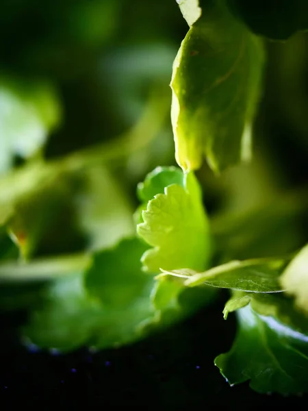 Parsley healthy foods from the garden, vitamin salads, fresh herbs