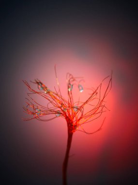 Soyut Makro Fotoğraf Damlacıkları, Cam ve Metal