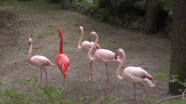 RIGA, LATVIA - 17 Mayıs 2018: Riga Ulusal Zooloji Bahçesi, Zoo Mezaparks Riga Letonya Avrupa, kuşlar, hayvanlar ve doğa