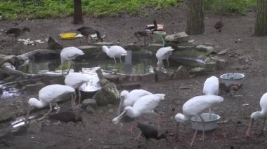 RIGA, LATVIA - 17 Mayıs 2018: Riga Ulusal Zooloji Bahçesi, Zoo Mezaparks Riga Letonya Avrupa, kuşlar, hayvanlar ve doğa