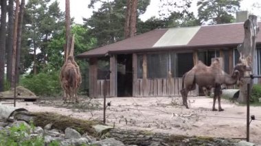 RIGA, LATVIA - 17 Mayıs 2018: Riga Ulusal Zooloji Bahçesi, Zoo Mezaparks Riga Letonya Avrupa, kuşlar, hayvanlar ve doğa