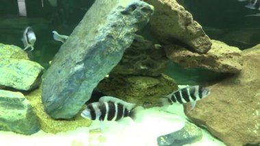 RIGA, LATVIA - 17 Mayıs 2018: Riga Ulusal Zooloji Bahçesi, Zoo Mezaparks Riga Letonya Avrupa, kuşlar, hayvanlar ve doğa