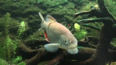 RIGA, LATVIA - 17 Mayıs 2018: Riga Ulusal Zooloji Bahçesi, Zoo Mezaparks Riga Letonya Avrupa, kuşlar, hayvanlar ve doğa