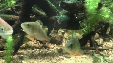 RIGA, LATVIA - 17 Mayıs 2018: Riga Ulusal Zooloji Bahçesi, Zoo Mezaparks Riga Letonya Avrupa, kuşlar, hayvanlar ve doğa