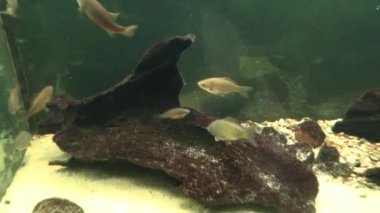 RIGA, LATVIA - 17 Mayıs 2018: Riga Ulusal Zooloji Bahçesi, Zoo Mezaparks Riga Letonya Avrupa, kuşlar, hayvanlar ve doğa