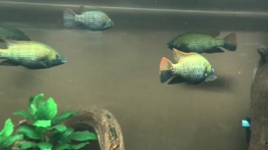 RIGA, LATVIA - 17 Mayıs 2018: Riga Ulusal Zooloji Bahçesi, Zoo Mezaparks Riga Letonya Avrupa, kuşlar, hayvanlar ve doğa