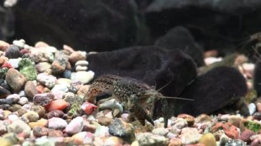 RIGA, LATVIA - 17 Mayıs 2018: Riga Ulusal Zooloji Bahçesi, Zoo Mezaparks Riga Letonya Avrupa, kuşlar, hayvanlar ve doğa