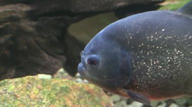 RIGA, LATVIA - 17 Mayıs 2018: Riga Ulusal Zooloji Bahçesi, Zoo Mezaparks Riga Letonya Avrupa, kuşlar, hayvanlar ve doğa