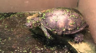 RIGA, LATVIA - 17 Mayıs 2018: Riga Ulusal Zooloji Bahçesi, Zoo Mezaparks Riga Letonya Avrupa, kuşlar, hayvanlar ve doğa