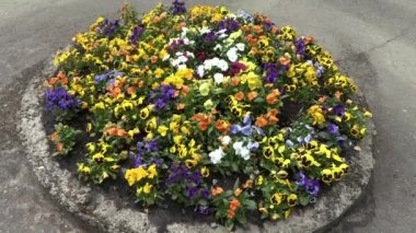 RIGA, LATVIA - 17 Mayıs 2018: Riga Ulusal Zooloji Bahçesi, Zoo Mezaparks Riga Letonya Avrupa, kuşlar, hayvanlar ve doğa