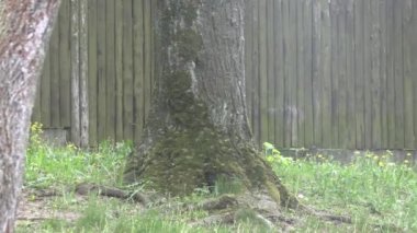 RIGA, LATVIA - 17 Mayıs 2018: Riga Ulusal Zooloji Bahçesi, Zoo Mezaparks Riga Letonya Avrupa, kuşlar, hayvanlar ve doğa