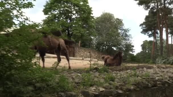 ラトビア 2018年5月17日 リガ国立動物園 動物園メザパークリガラトビアヨーロッパ 動物と自然 — ストック動画