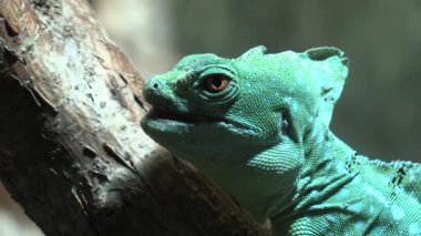 RIGA, LATVIA - 17 Mayıs 2018: Riga Ulusal Zooloji Bahçesi, Zoo Mezaparks Riga Letonya Avrupa, kuşlar, hayvanlar ve doğa