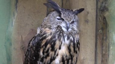 RIGA, LATVIA - 17 Mayıs 2018: Riga Ulusal Zooloji Bahçesi, Zoo Mezaparks Riga Letonya Avrupa, kuşlar, hayvanlar ve doğa