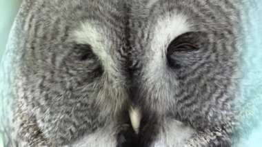 RIGA, LATVIA - 17 Mayıs 2018: Riga Ulusal Zooloji Bahçesi, Zoo Mezaparks Riga Letonya Avrupa, kuşlar, hayvanlar ve doğa