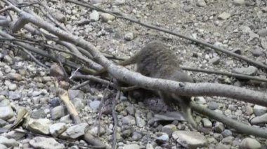 RIGA, LATVIA - 17 Mayıs 2018: Riga Ulusal Zooloji Bahçesi, Zoo Mezaparks Riga Letonya Avrupa, kuşlar, hayvanlar ve doğa