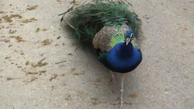 RIGA, LATVIA - 17 Mayıs 2018: Riga Ulusal Zooloji Bahçesi, Zoo Mezaparks Riga Letonya Avrupa, kuşlar, hayvanlar ve doğa