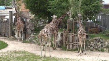 RIGA, LATVIA - 17 Mayıs 2018: Riga Ulusal Zooloji Bahçesi, Zoo Mezaparks Riga Letonya Avrupa, kuşlar, hayvanlar ve doğa