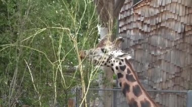 RIGA, LATVIA - 17 Mayıs 2018: Riga Ulusal Zooloji Bahçesi, Zoo Mezaparks Riga Letonya Avrupa, kuşlar, hayvanlar ve doğa