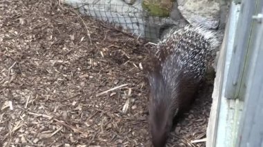 RIGA, LATVIA - 17 Mayıs 2018: Riga Ulusal Zooloji Bahçesi, Zoo Mezaparks Riga Letonya Avrupa, kuşlar, hayvanlar ve doğa