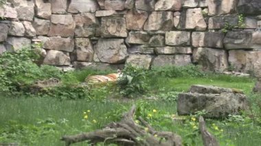 RIGA, LATVIA - 17 Mayıs 2018: Riga Ulusal Zooloji Bahçesi, Zoo Mezaparks Riga Letonya Avrupa, kuşlar, hayvanlar ve doğa