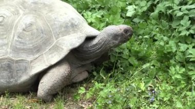 RIGA, LATVIA - 17 Mayıs 2018: Riga Ulusal Zooloji Bahçesi, Zoo Mezaparks Riga Letonya Avrupa, kuşlar, hayvanlar ve doğa