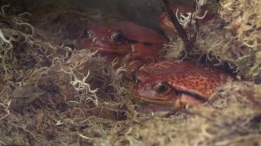 RIGA, LATVIA - 17 Mayıs 2018: Riga Ulusal Zooloji Bahçesi, Zoo Mezaparks Riga Letonya Avrupa, kuşlar, hayvanlar ve doğa