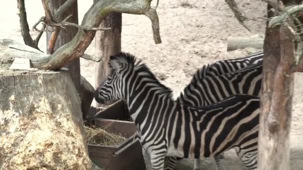 Riga Letonia Mayo 2018 Jardín Zoológico Nacional Riga Zoo Mezaparks — Vídeo de stock