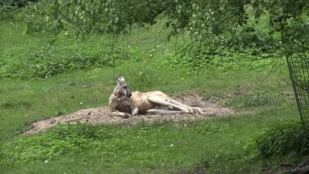 Riga Latvia May 2018 Riga National Zoological Garden Zoo Mezaparks — 图库视频影像