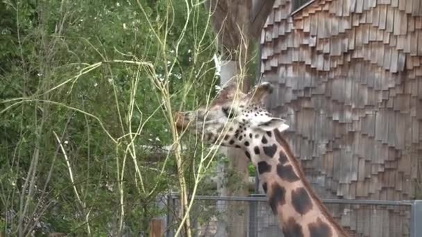 Riga Łotwa Maj 2018 Krajowy Ogród Zoologiczny Rydze Zoo Mezaparki — Wideo stockowe
