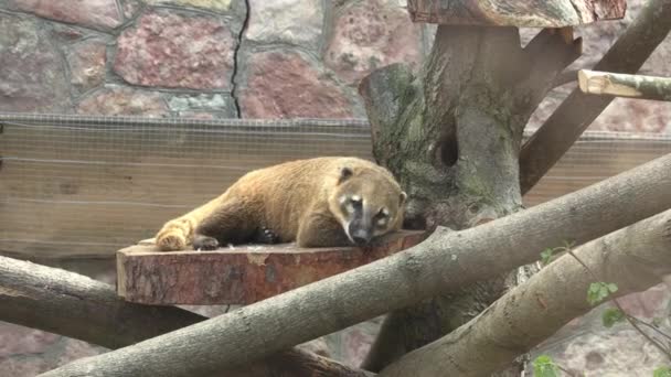 Riga Latvia Mei 2018 Riga Nationale Zoölogische Tuin Dierentuin Mezaparks — Stockvideo