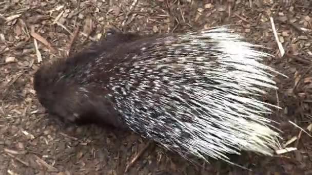 Riga Letonia Mayo 2018 Jardín Zoológico Nacional Riga Zoo Mezaparks — Vídeo de stock