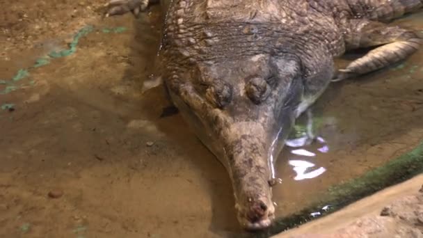 Riga Letonia Mayo 2018 Jardín Zoológico Nacional Riga Zoo Mezaparks — Vídeo de stock