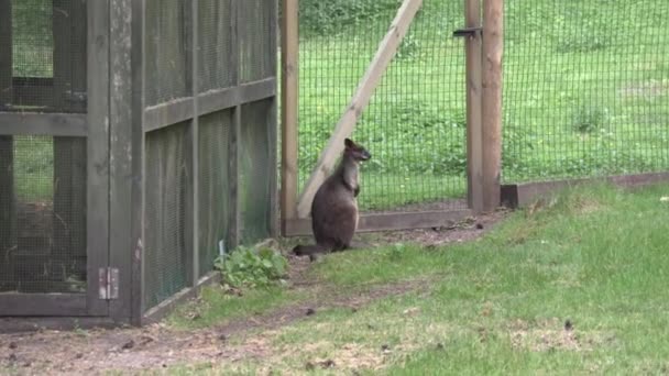 Riga Letonia Mayo 2018 Jardín Zoológico Nacional Riga Zoo Mezaparks — Vídeo de stock