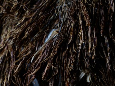 Açık renkli çatlamış ağaç kabuğu. Derin oyuklarla. Yosun tabakası. Ahşap doku, yakın plan. Makro.