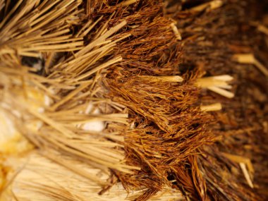 Açık renkli çatlamış ağaç kabuğu. Derin oyuklarla. Yosun tabakası. Ahşap doku, yakın plan. Makro.