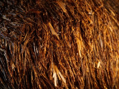 Açık renkli çatlamış ağaç kabuğu. Derin oyuklarla. Yosun tabakası. Ahşap doku, yakın plan. Makro.